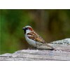 CALVENDO Puzzle Sparrow on the Wall - 1000 Pieces Photo