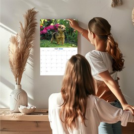 2025 2026 Norfolk/Norwich Calendar - Dog Breed Monthly Wall Calendar - 12" x 18" Open - Thick No-Bleed Paper - Giftable - Academic Teacher's Planner Calendar Organizing & Planning - Made in USA