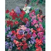 Mr Fothergills Mr Fothergill's 21025 Flower Seeds, Sweet PEAS Collection