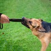 Marsrut Professional Dog No Bite Sticks Safely Separates Food Aggressions