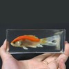 REAL BUG FH304 Common Goldfish Paperweight (4.4x1.6x1.1)