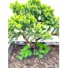 Live Dwarf Juniper Bonsai Tree About 6 Years Old with
