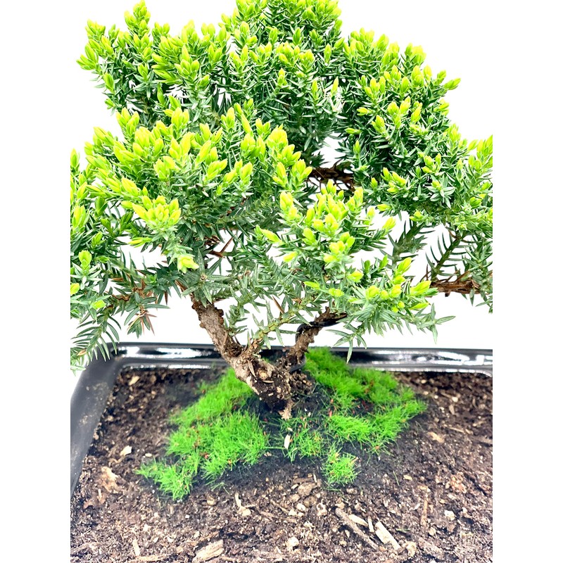 Live Dwarf Juniper Bonsai Tree About 6 Years Old with