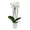 elho Vibes Fold Orchid High 12.5 cm - Orchid Pot