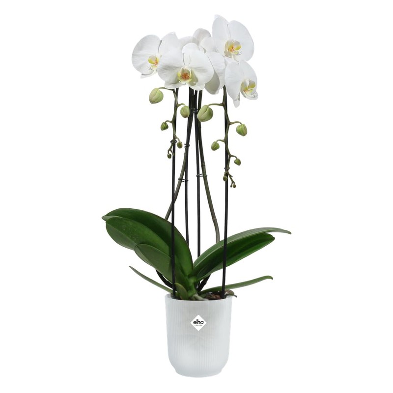 elho Vibes Fold Orchid High 12.5 cm - Orchid Pot