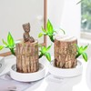 Lucky Brazil Wood Potted Plant - Color: Fortune Brazil Wood