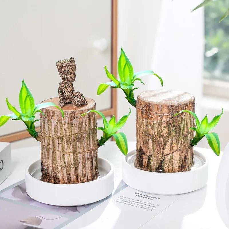 Lucky Brazil Wood Potted Plant - Color: Fortune Brazil Wood