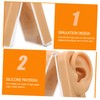 Baluue Ear Piercing Model Display Platform Accurate Human Ear Canal