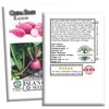 China Rose Pink Radish Seeds (Raphanus sativus) – 125+ Non-GMO