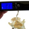 Berger & Schroeter digital 50 kg 31928 hand scale