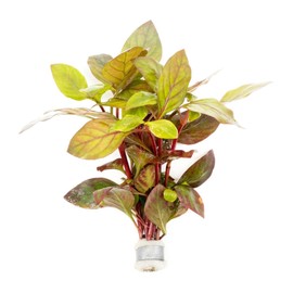 SubstrateSource Dwarf Hygrophila Corymbosa Siamensis Live Aquarium Plant - Freshwater Fish Tank Decorations and Natural Aquatic Decor (1)