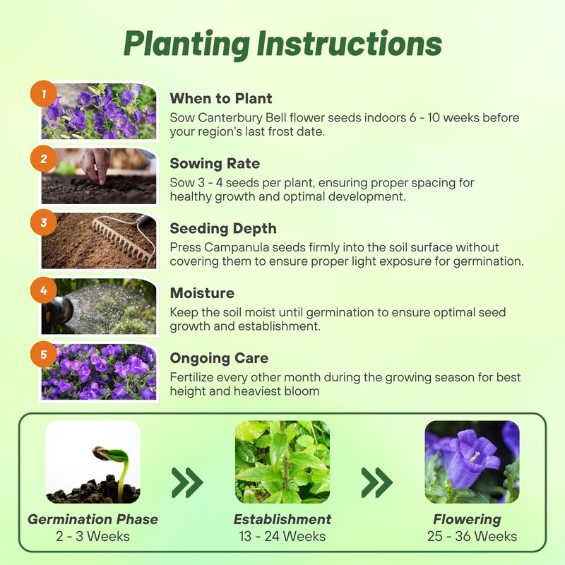 Outsidepride Medium Blue Canterbury Bells Flower Seeds - 10000 Pcs