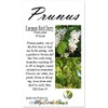 Prunus padus (European Bird Cherry) Tree Seed, Fragrant White Flowers,