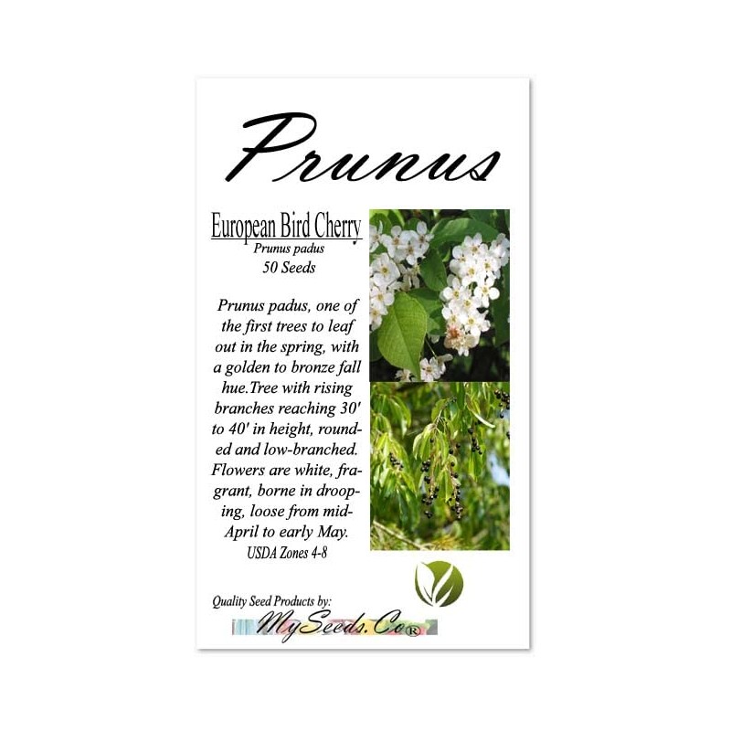 Prunus padus (European Bird Cherry) Tree Seed, Fragrant White Flowers,