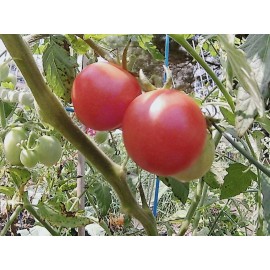 Organically Grown Own Farm *2024* ORGANIC PINK PRINCESS CHERRY TOMATO 15 SEEDS SWEET "FRESH SUMMER 2024*