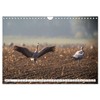 Bei den Kranichen (Wandkalender 2026 DIN A4 quer), CALVENDO Monatskalender