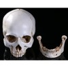 Holibanna Human Skull Teaching Model Lifesize Human skeleton Anatomical Head