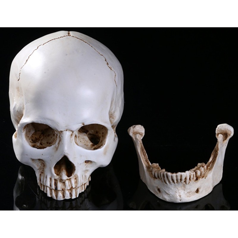 Holibanna Human Skull Teaching Model Lifesize Human skeleton Anatomical Head