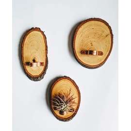 Small Live Edge Wood Slice Air Plant Hanging Holder