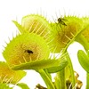King Henry Venus Fly Trap Live Plant - Dionaea muscipula