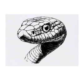 'Snake Portrait' Temporary Tattoo - Water Resistant, Skin-Safe, Non-Toxic Transfer (TO00082847)