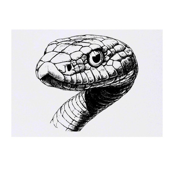 'Snake Portrait' Temporary Tattoo - Water Resistant, Skin-Safe, Non-Toxic Transfer