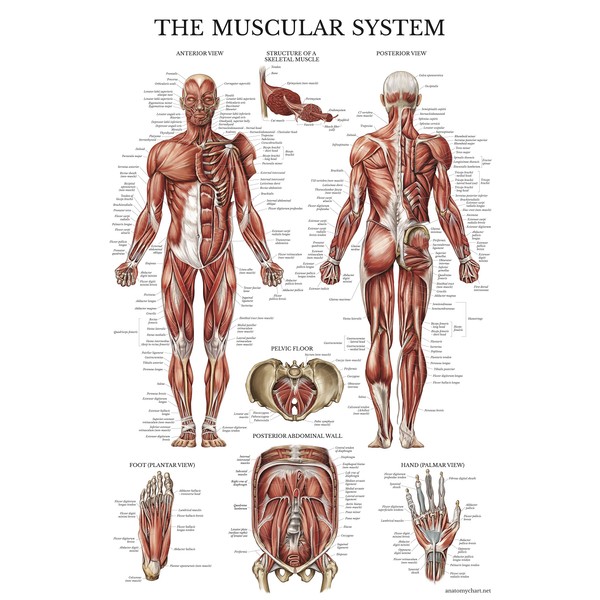 Palace Learning Muscular System Anatomical Poster - LAMINATED - Muscle