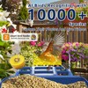 Swingers Smart Bird Feeder with Camera,Solar Powered Bird Feeder with