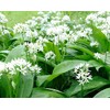 Palm Beach Medicinal Herbs - Wild Garlic (Allium canadense) -