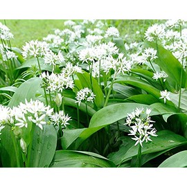 Palm Beach Medicinal Herbs - Wild Garlic (Allium canadense) - Packet of 10 Seeds