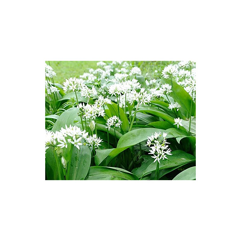 Palm Beach Medicinal Herbs - Wild Garlic (Allium canadense) -