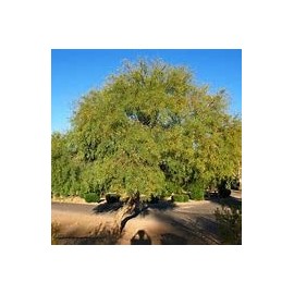 Honey Mesquite Tree Seeds - Prosopis glandulosa - 10 Seeds
