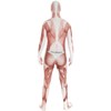 Morphsuits Men's Adult Costume, Muscle, Large