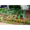 FRONTIER SEED CO. USA Survival Heirloom Seed Bank 6 varieties