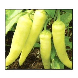 100 Sweet Banana Pepper Seeds for Planting Non GMO Heirloom Seeds Fresh Garden Seed