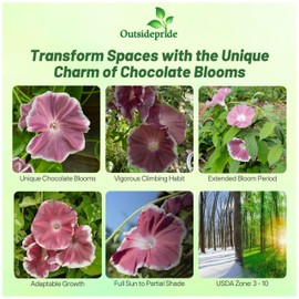 Outsidepride Chocolate Morning Glory Seeds - 50 Pcs. Annual, Climbing & Vining Flower Seeds for Planting Chocolate Blooms, Ideal for Gardens, Trellises & Vertical Landscapes