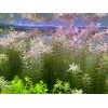 45 STEMS Rotala Rotundifolia Tropical Freshwater Aquarium Live Plants