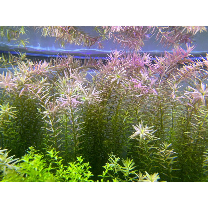 45 STEMS Rotala Rotundifolia Tropical Freshwater Aquarium Live Plants