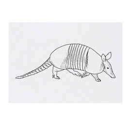 'Armadillo on the Move' Temporary Tattoo - Water Resistant, Skin-Safe, Non-Toxic Transfer (TO00085227)