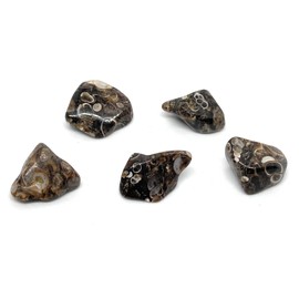 Turritella Agate Small Crystal Tumbled Stones - 5 Pc