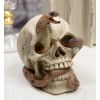 Ebros Cranium Skeleton Cobra Snake Habitat Skull Statue Figurine 4.25"H