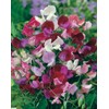 Mr Fothergills Mr Fothergill's 21025 Flower Seeds, Sweet PEAS Collection