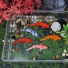 Xusxes Pack of 5 Artificial Goldfish Model Aquarium Fish Floating