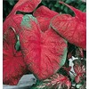 Blaze Caladium Bulbs for Planting - Large Size Root -