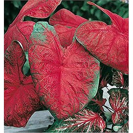 Blaze Caladium Bulbs for Planting - Large Size Root - Bold Red and Green Foliage - Hardy in Zones 9-11 - Vibrant Caladium for Gardens and Pots