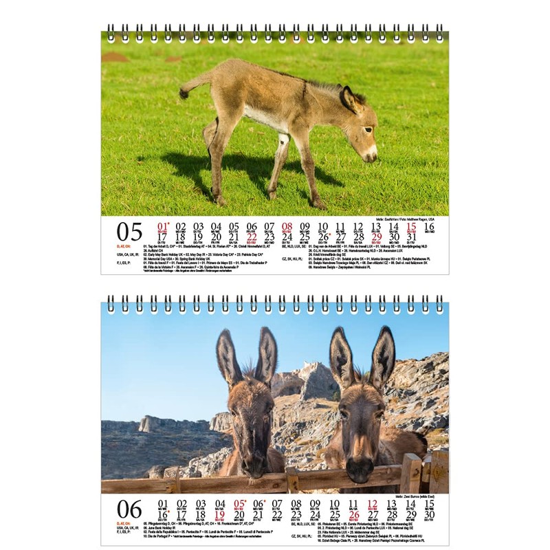 Eselzauber DIN A5 Desk Calendar for 2022 Donkey Seelenzauber
