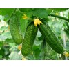Seeds4planting - Seeds Rare Cucumber Titus F1 45 Days Vine