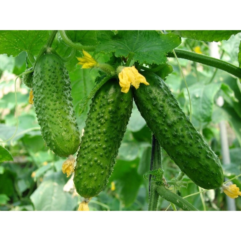Seeds4planting - Seeds Rare Cucumber Titus F1 45 Days Vine