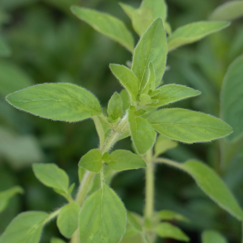 Marjoram Sweet 100ml Incent Essential Oil Essential Oil