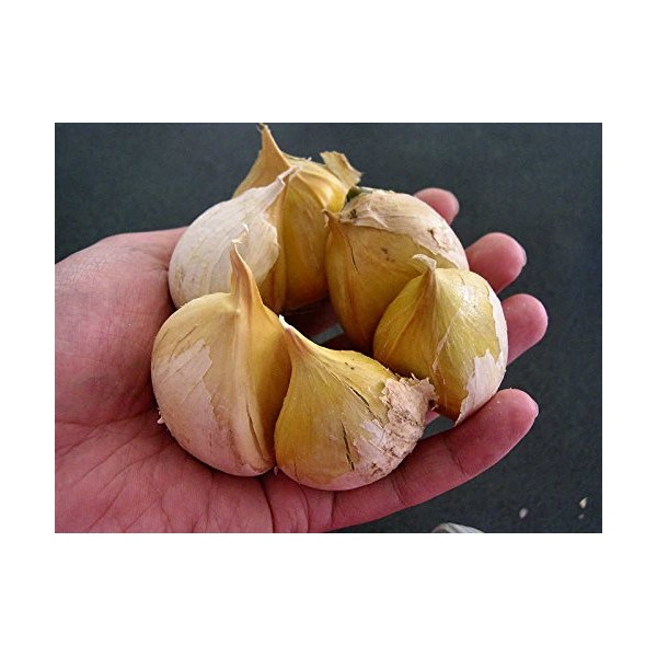 Garlic Elephant -0.15 OZ about 20 to 25 cloves Organic Fresh seeds cloves garlic elephant for planting, eating and growing your own garlic Harvest 2020